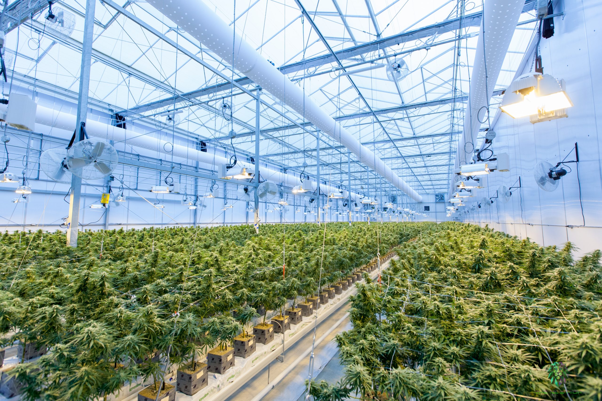 culture de cannabis légale